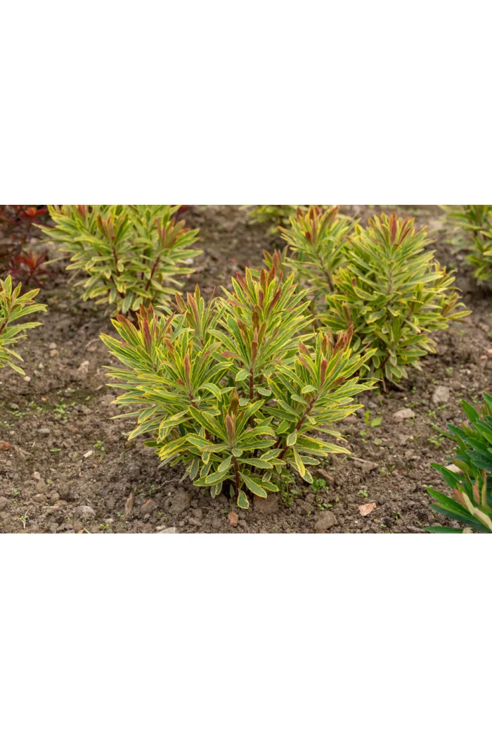 Wilczomlecz 'Ascot Rainbow' | Euphorbia