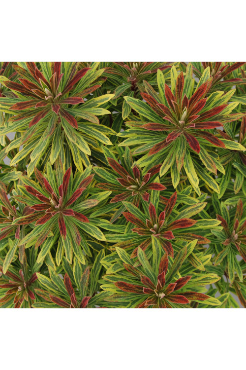 Wilczomlecz 'Ascot Rainbow' | Euphorbia