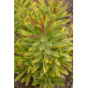 Wilczomlecz 'Ascot Rainbow' | Euphorbia