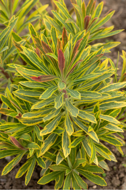 Wilczomlecz 'Ascot Rainbow' | Euphorbia