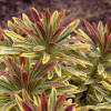 Wilczomlecz 'Ascot Rainbow' | Euphorbia