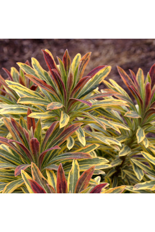 Wilczomlecz 'Ascot Rainbow' | Euphorbia