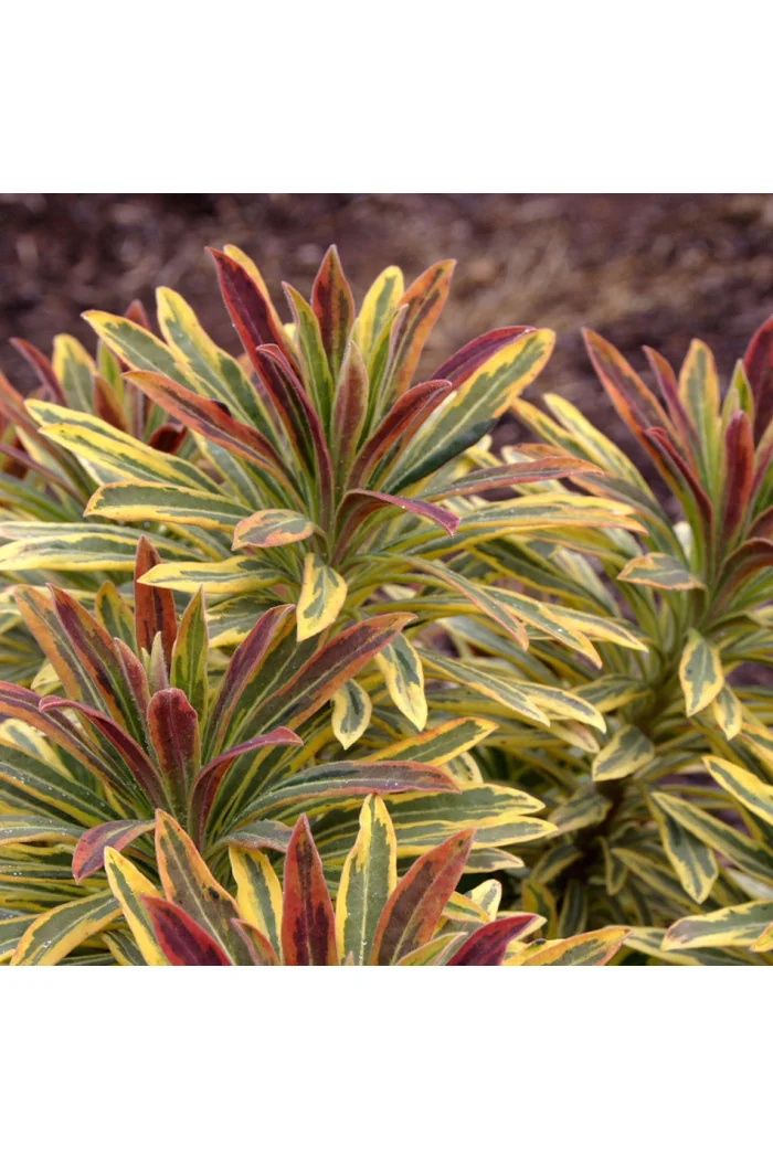 Wilczomlecz 'Ascot Rainbow' | Euphorbia