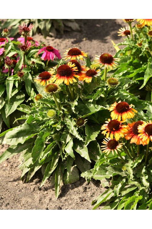 Jeżówka 'Pearl Parrot' | Echinacea