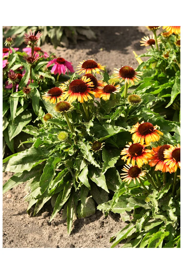 Jeżówka 'Pearl Parrot' | Echinacea