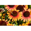 Jeżówka 'Pearl Parrot' | Echinacea