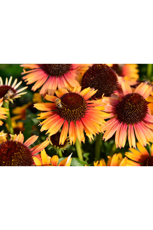 Jeżówka 'Pearl Parrot' | Echinacea