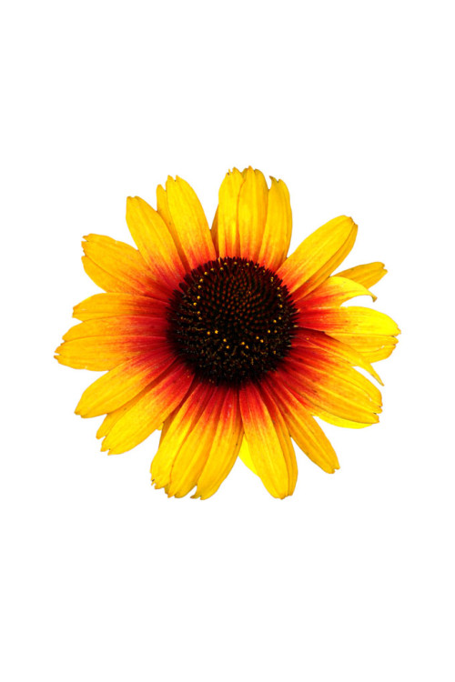 Jeżówka 'Pearl Parrot' | Echinacea