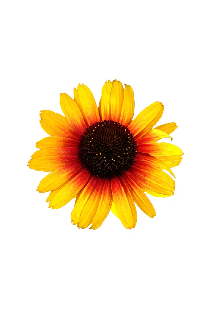 Jeżówka 'Pearl Parrot' | Echinacea