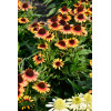 Jeżówka 'Pearl Parrot' | Echinacea
