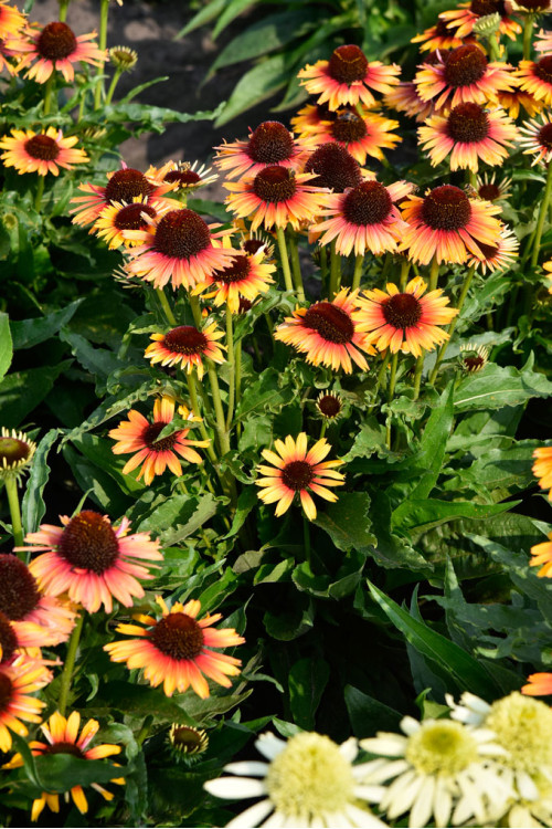 Jeżówka 'Pearl Parrot' | Echinacea