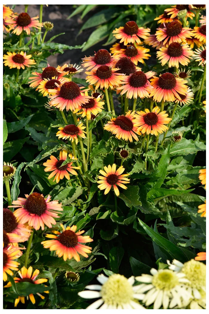 Jeżówka 'Pearl Parrot' | Echinacea