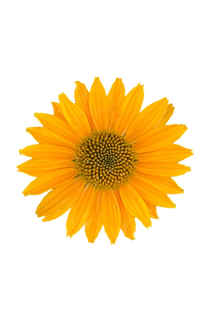 Jeżówka 'Pearl Sunny' | Echinacea