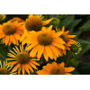 Jeżówka 'Pearl Sunny' | Echinacea