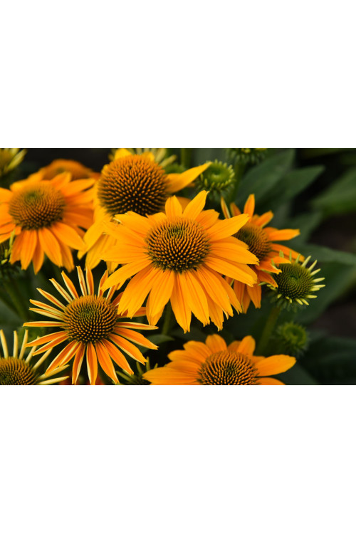 Jeżówka 'Pearl Sunny' | Echinacea