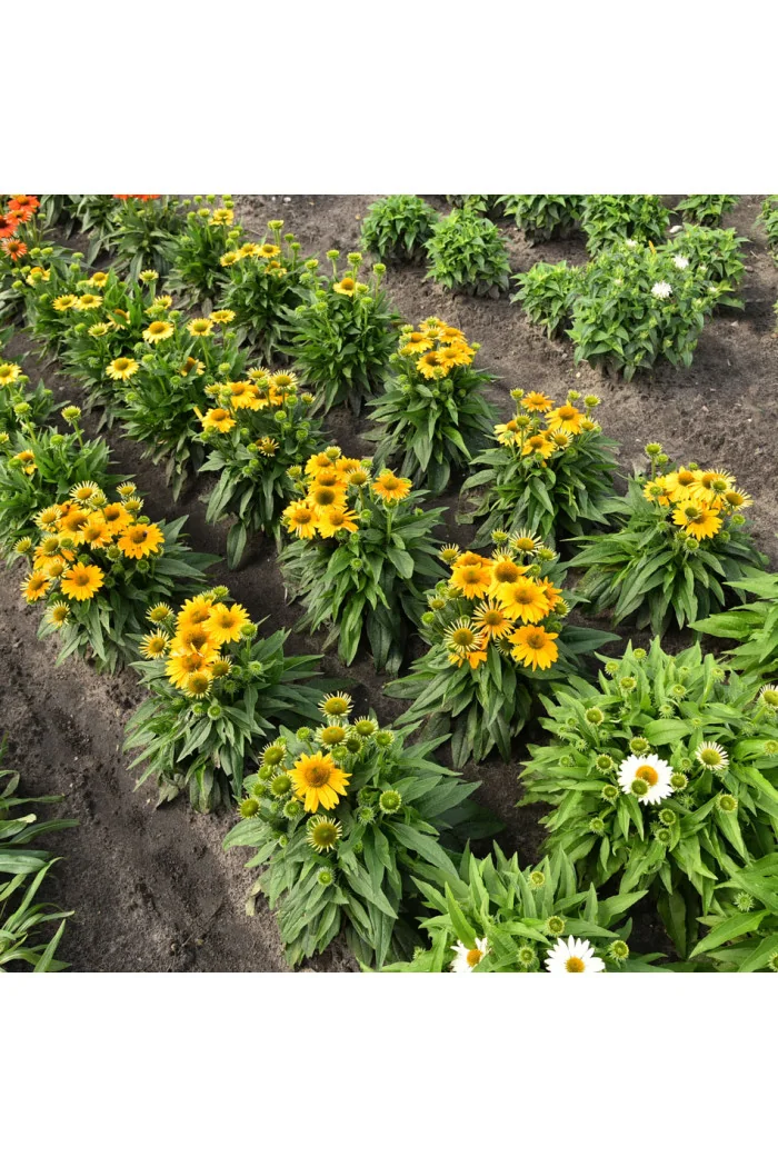 Jeżówka 'Pearl Sunny' | Echinacea