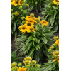 Jeżówka 'Pearl Sunny' | Echinacea