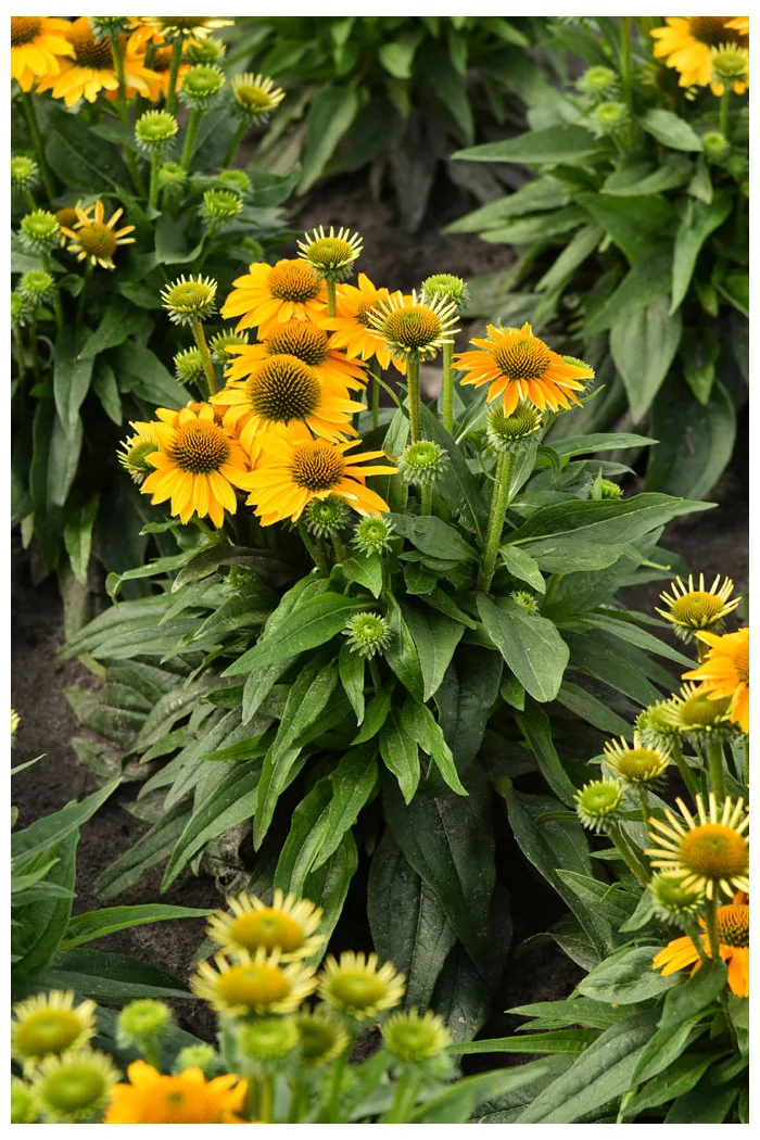 Jeżówka 'Pearl Sunny' | Echinacea