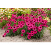 Jeżówka 'Sensation Wild Romance' | Echinacea