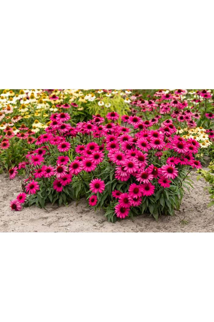 Jeżówka 'Sensation Wild Romance' | Echinacea
