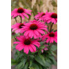 Jeżówka 'Sensation Wild Romance' | Echinacea