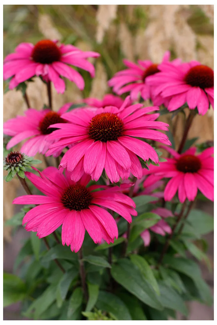 Jeżówka 'Sensation Wild Romance' | Echinacea