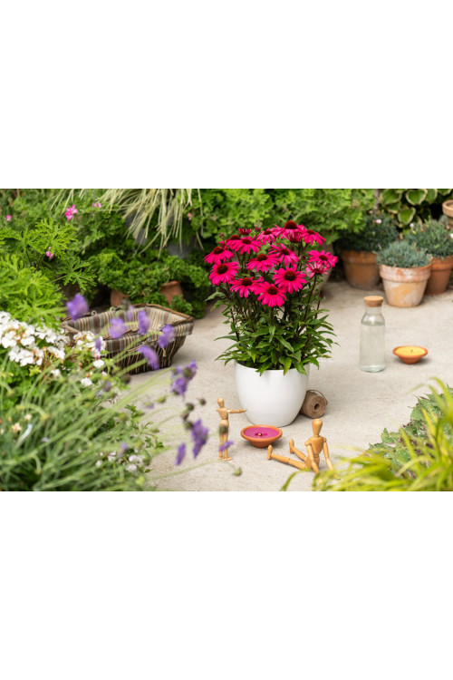 Jeżówka 'Sensation Wild Romance' | Echinacea
