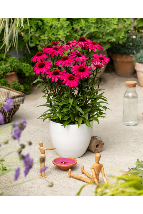 Jeżówka 'Sensation Wild Romance' | Echinacea