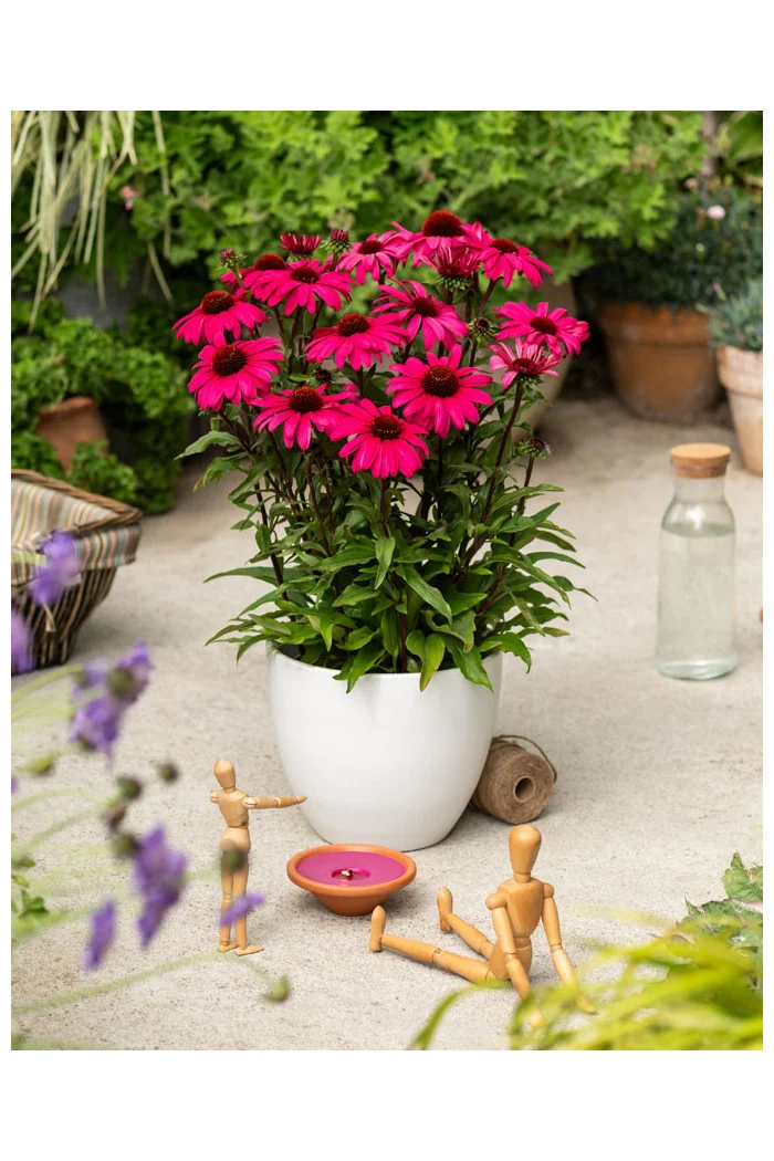 Jeżówka 'Sensation Wild Romance' | Echinacea