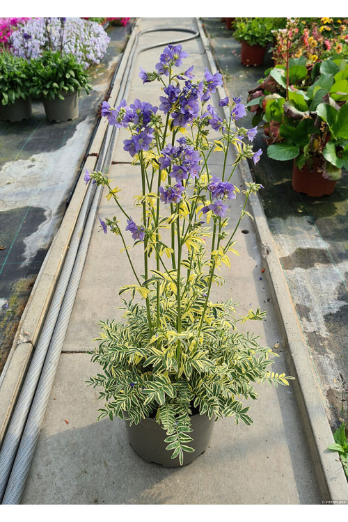 Wielosił błękitny 'Brise d'Anjou' | Polemonium caeruleum