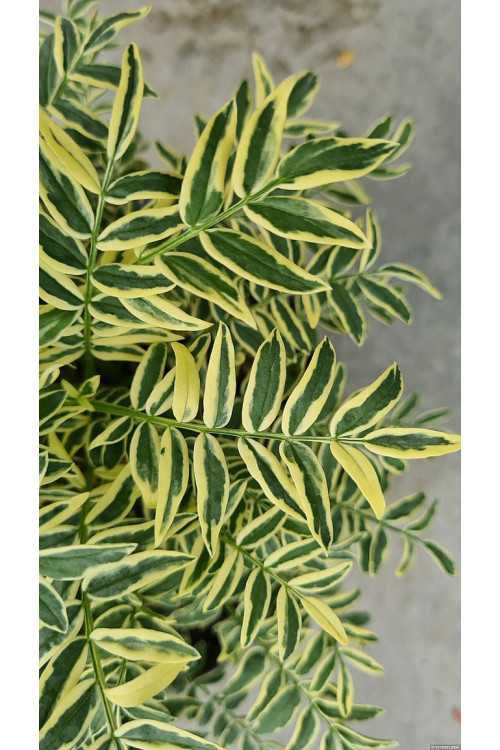 Wielosił błękitny 'Brise d'Anjou' | Polemonium caeruleum