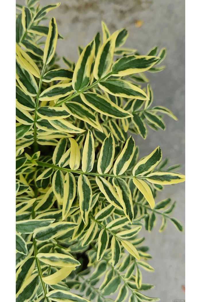 Wielosił błękitny 'Brise d'Anjou' | Polemonium caeruleum