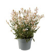 Gaura 'Gaudi White' | Gaura