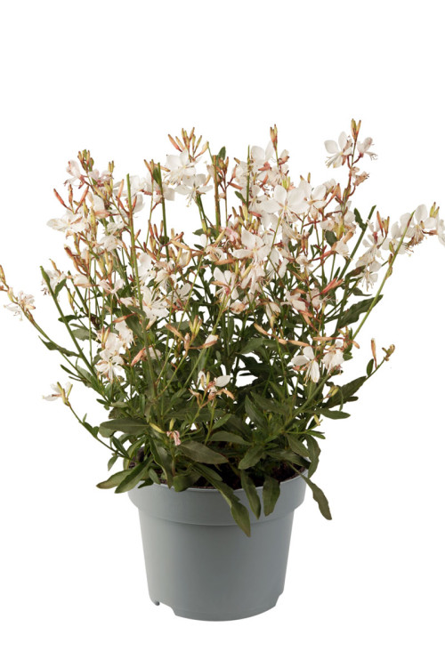 Gaura 'Gaudi White' | Gaura