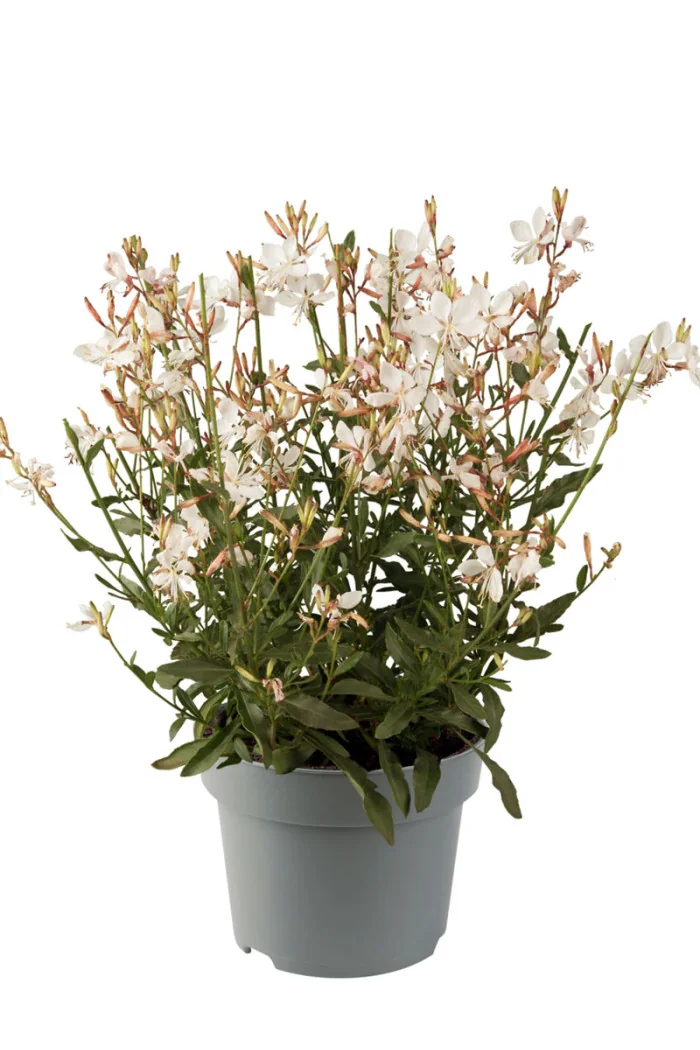 Gaura 'Gaudi White' | Gaura