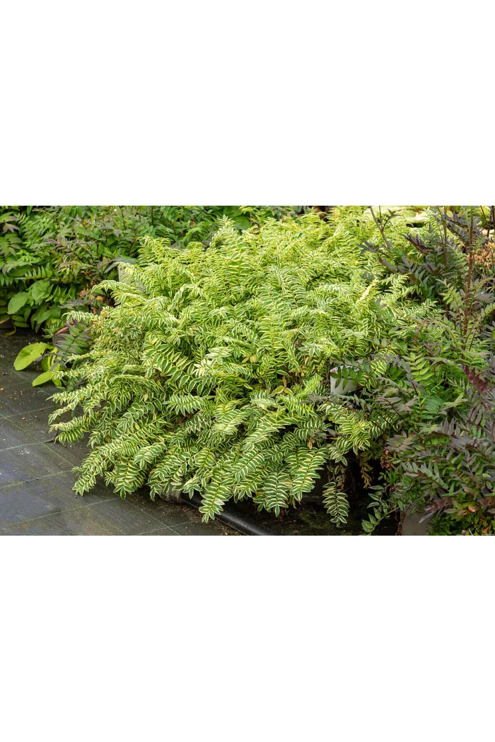 Wielosił błękitny 'Brise d'Anjou' | Polemonium caeruleum