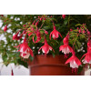 Fuksja bylinowa 'Lady Thumb' | Fuchsia