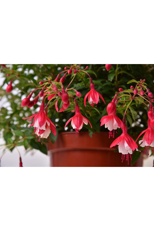 Fuksja bylinowa 'Lady Thumb' | Fuchsia
