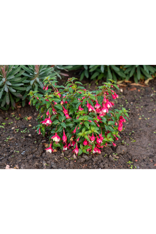 Fuksja bylinowa 'Lady Thumb' | Fuchsia