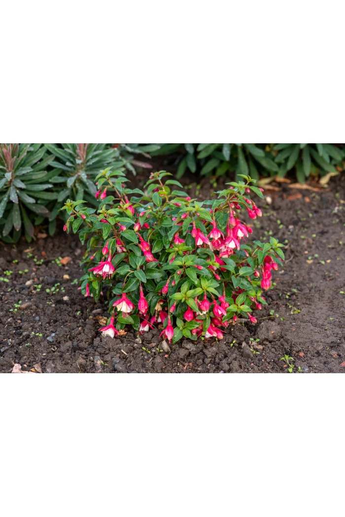 Fuksja bylinowa 'Lady Thumb' | Fuchsia