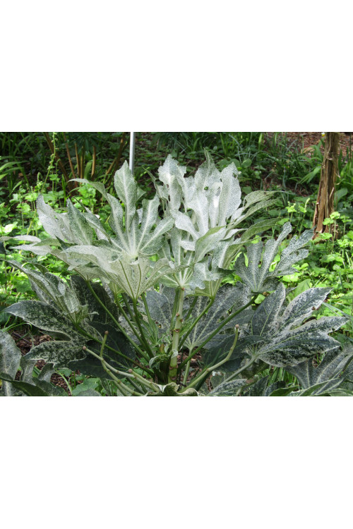 Fatsja japońska 'Spider's Web' | Fatsia japonica