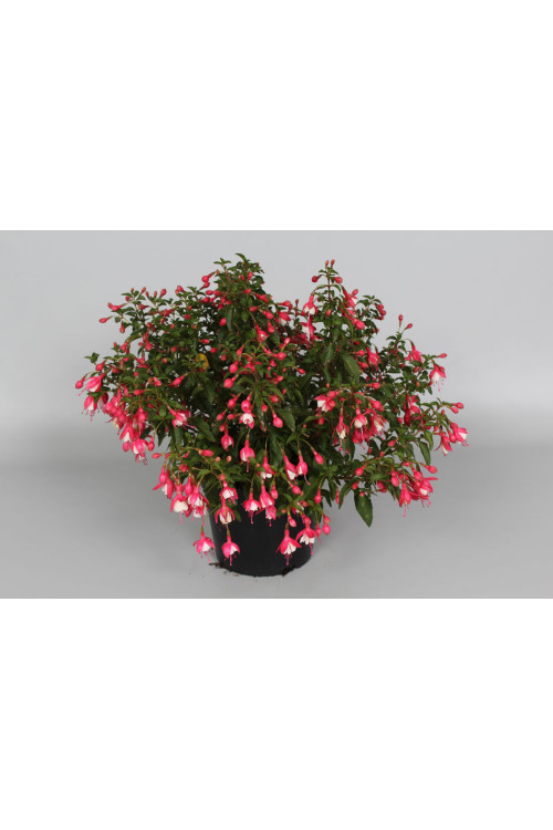 Fuksja bylinowa 'Lady Thumb' | Fuchsia