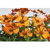 Dzielżan 'Little Orange'| Helenium