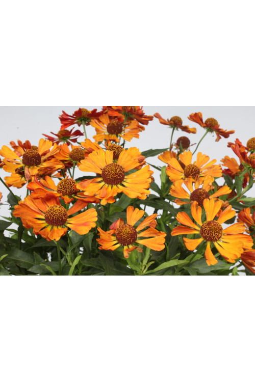 Dzielżan 'Little Orange'| Helenium