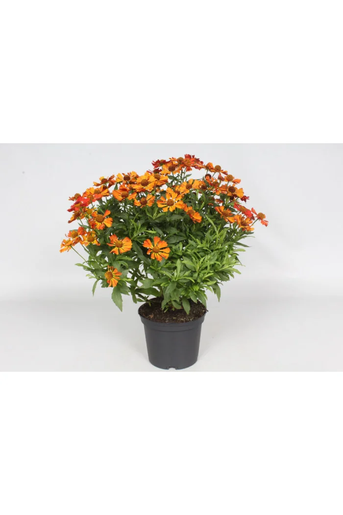 Dzielżan 'Little Orange'| Helenium