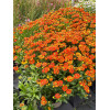 Dzielżan 'Little Orange'| Helenium