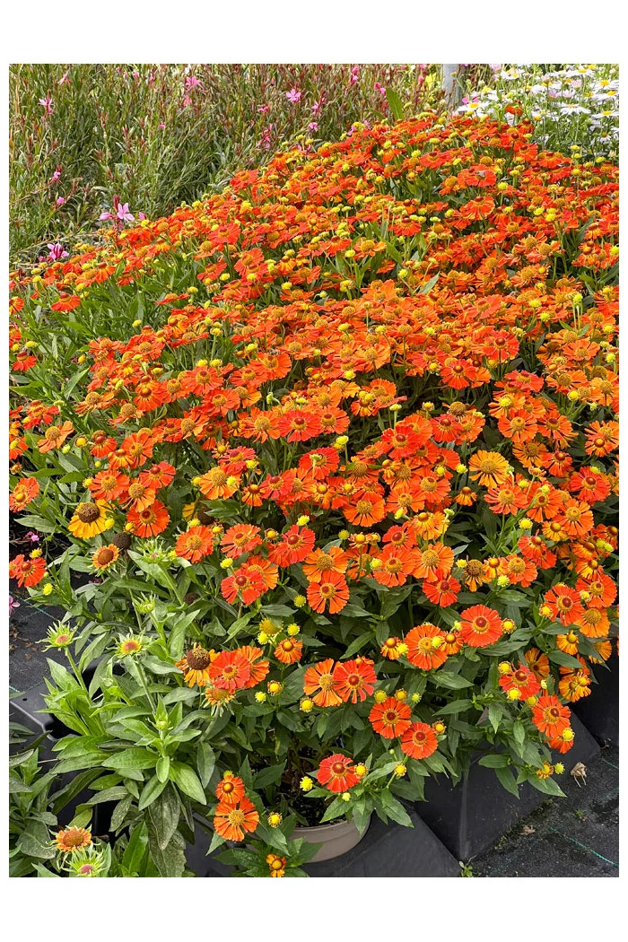 Dzielżan 'Little Orange'| Helenium