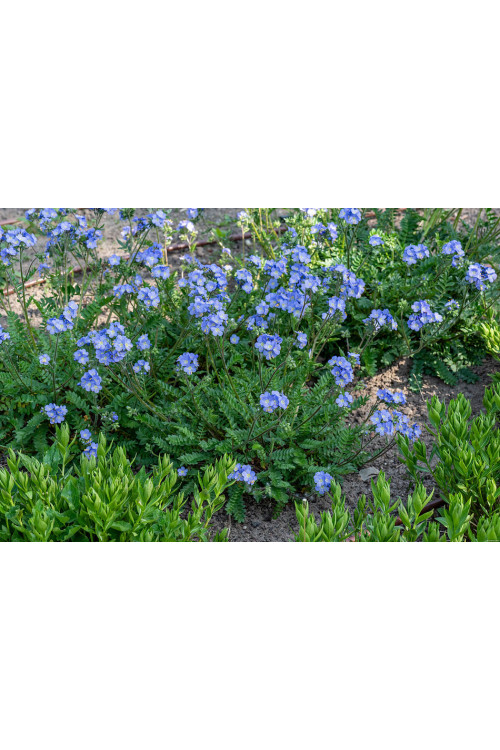 Wielosił 'Hurricane Ridge' | Polemonium hybrida