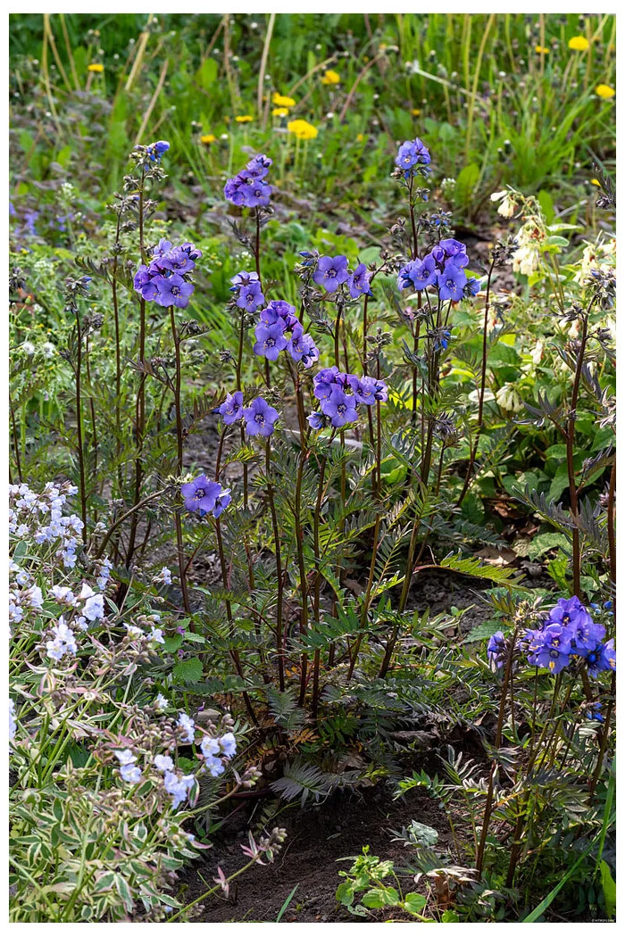 Wielosił 'Bressingham Purple' | Polemonium hybrida
