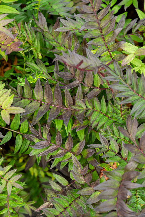 Wielosił 'Bressingham Purple' | Polemonium hybrida